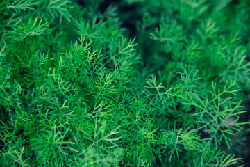 Green dill leaves in the garden. Organic farm. Healthy eating. Foods rich in vitamins. Agricultural industry. Natural background. Fragrant seasoning.