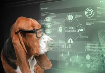 Smart dog looks at virtual medical screen