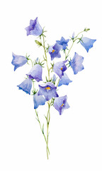 Beautiful watercolor bellflower stock illustration. Hand drawn floral harebell clip art. Blue flowers isolated illustration.