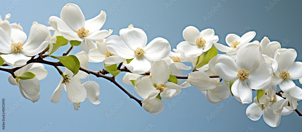 Poster a sunny day in early springtime reveals a copy space image of a flowering dogwood branch adorned wit
