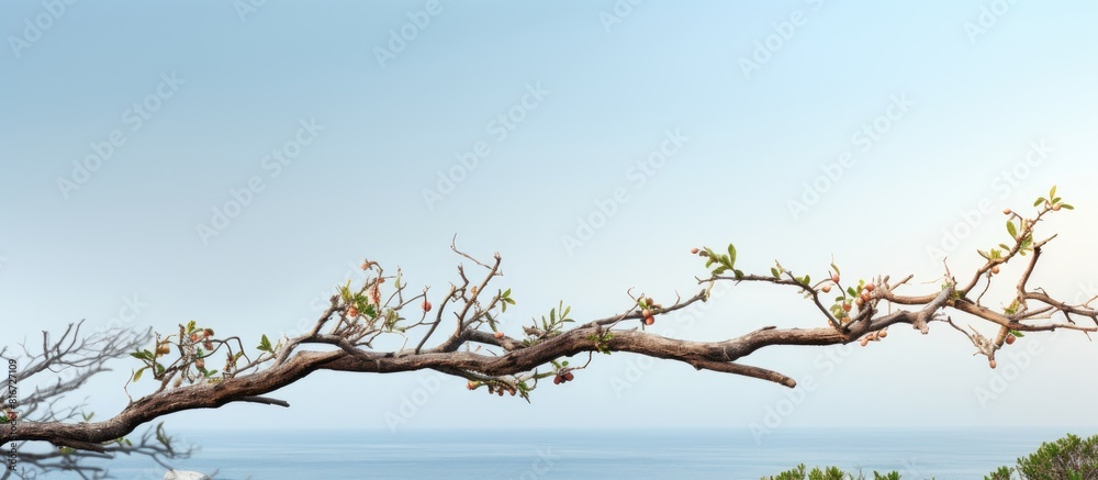 Poster A tree branch stretching horizontally with a backdrop of natural scenery copy space image