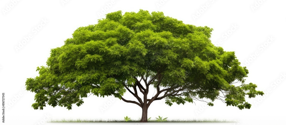Poster a tropical tree with lush green foliage branches against a clean white background perfect for a copy