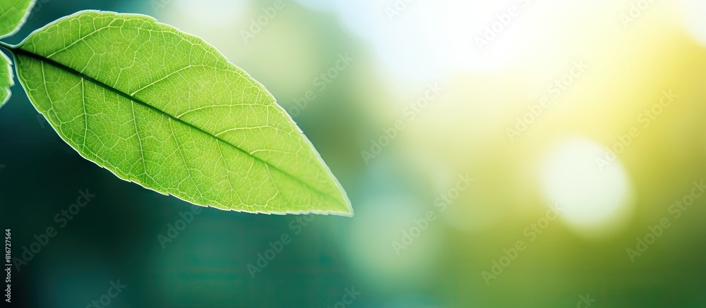 Poster A stunning macro shot of a green leaf frame surrounded by blurred greenery The leaf s beautiful texture is illuminated by sunlight creating a natural and picturesque background with plenty of copy spa