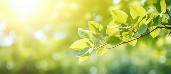 Obraz premium A vibrant summer scene with blurred foliage and bright sunlight ideal for your text or advertisement with copy space image