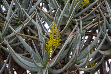 The flower and foliage of the quiver tree found in South Africa