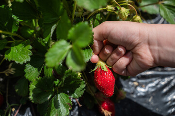 Hand of  girl picking harvest strawberries in ecological plantation, fresh fruit