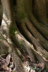 big tree roots forest moss fairy tale