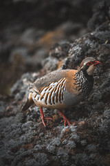 Vertical closeup of a Partridge perched on a rock in Pico Ruivo, Portugal
