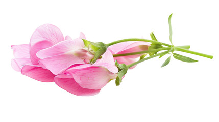 Sweet peas on the transparent background, PNG Format