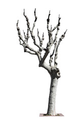 A topped tree isolated on the transparent background
