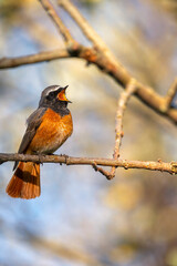 Male common redstart singing on a branch.