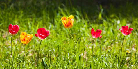 Wiosenne Tulipany w Parku 