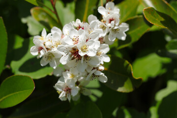 明るい陽光を受けるシャリンバイの白い花