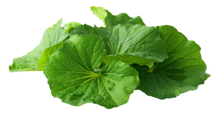 Wasabi plant foliage on the transparent background, PNG Format