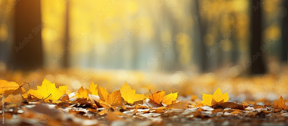 Poster In the tranquil autumn afternoon a picturesque forest is adorned with vibrant yellow maple leaves creating a captivating copy space image on the ground