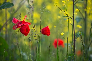 red poppies sit among the green grass in a field