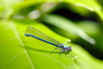 青葉上に静止するメタリックブルーが美しいメスのニホンカワトンボ（自然光＋マクロ接写写真）
