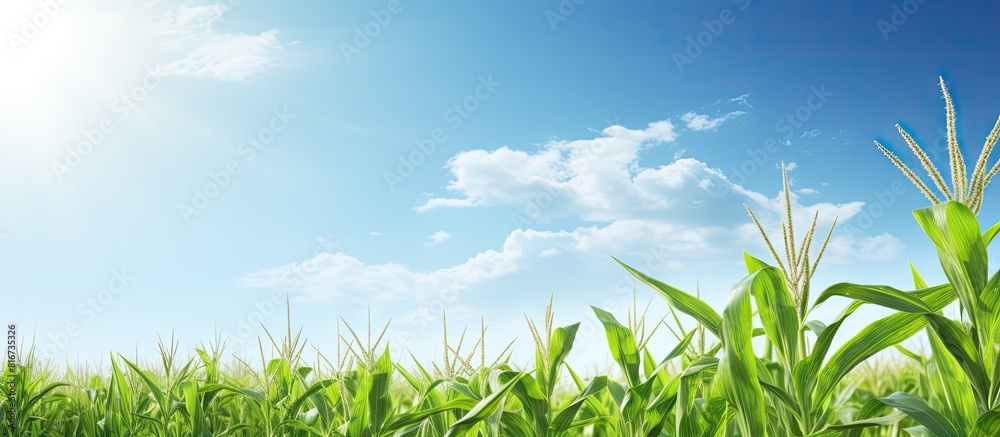 Poster rural cornfield landscape with ample copy space image