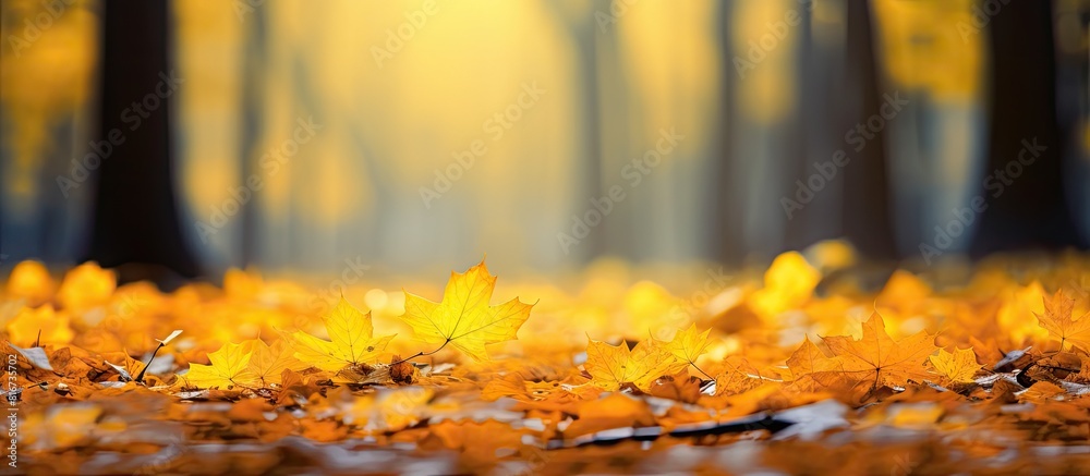 Poster In the tranquil autumn afternoon a picturesque forest is adorned with vibrant yellow maple leaves creating a captivating copy space image on the ground