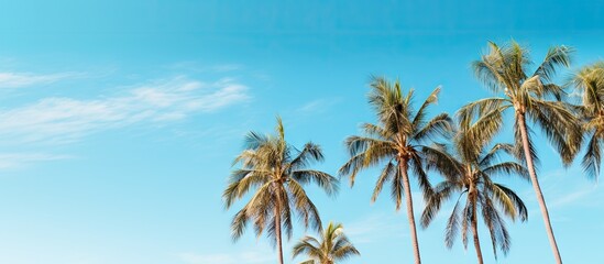 Fototapeta premium Summer and relaxation concept with copy space image of tall palm trees against a vibrant blue sky