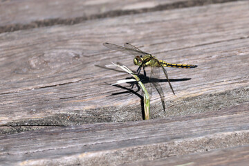 une libellule et un brin d herbe