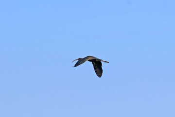 un ibis falcinelle en plein vol