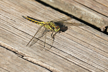belle libellule sur le pont de bois