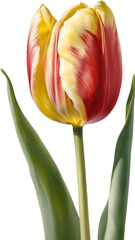 Naklejka premium Watercolor hyper-realistic tulip with a glossy red exterior and a soft yellow interior.