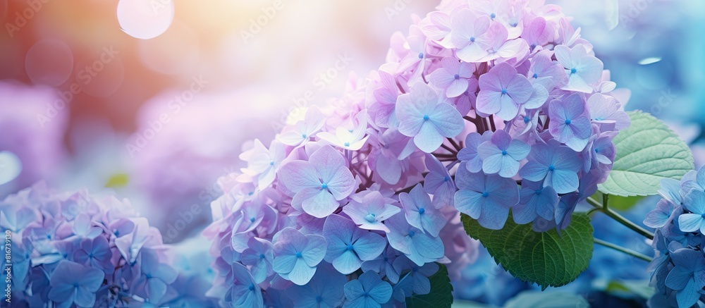 Poster In the spring garden there is a copy space image featuring withered hydrangea flowers