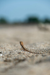 a lizard is resting on the sand and looking down at the camera