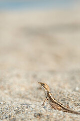 a lizard is walking through the sand near the ocean shore