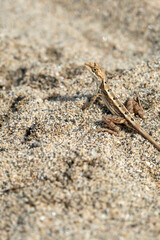 lizard laying on the sand in a sandy area with one small arm extended