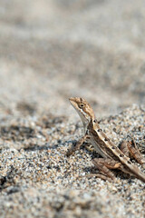 a lizard standing on top of a sandy beach next to a dead bird