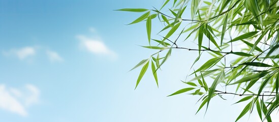 Obraz premium A serene copy space image showcasing bamboo leaves against a beautiful sky