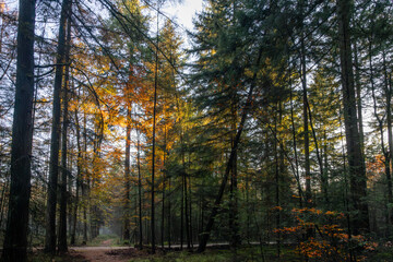 Fototapeta premium Winding path through a forest of tall trees, with a lush green canopy above