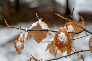 Scenic winter landscape with a blanket of white snow atop a bed of leafy vegetation
