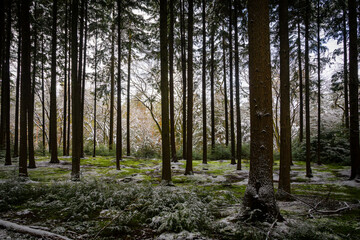 Scenic winter park with trees dusted with a blanket of fresh snow