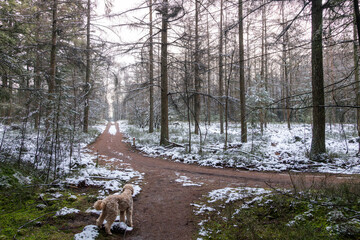 Dog standing in a snowy winter landscape surrounded by tall trees