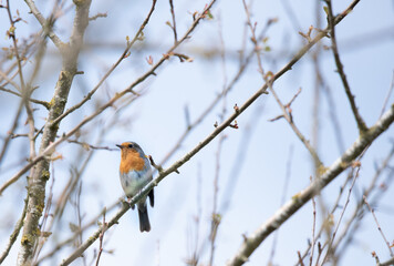 Robin bird perched on the branch of a tree.