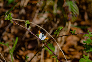 Anthocharis cardamines butterfly perched on a thin branch in a natural outdoor setting.