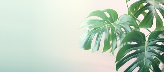 Copy space image of stunning Monstera leaves against a pastel backdrop