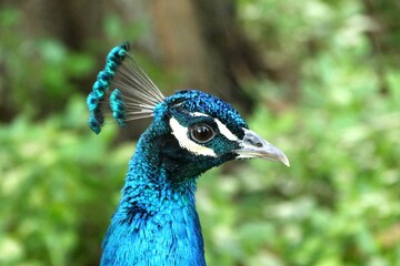 Closeup of a blue peacock portrait against green shrubs