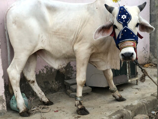 Close cow, black and white friendly approaching looking, pink nose, in front of a home and on pink...