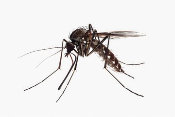 A mosquito resting on a white background. Perfect for insect control advertisements