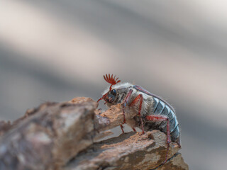 Detaillierte Nahaufnahme eines Maikäfers (Melolontha hippocastani), der auf einem Holzstück sitzt und in die Kamera blickt.
