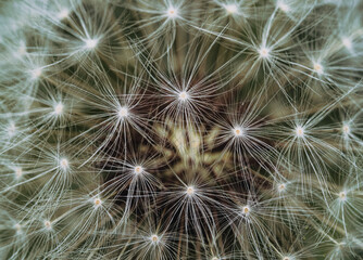 A closeup shot of dandelion seeds