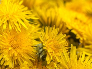 Closeup of yellow dandelion flowers.