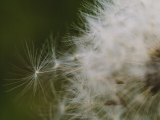 A closeup shot of dandelion seeds