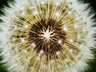 A closeup shot of dandelion seeds