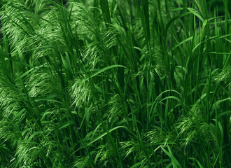 Green leaves pattern background, Natural background and wallpaper